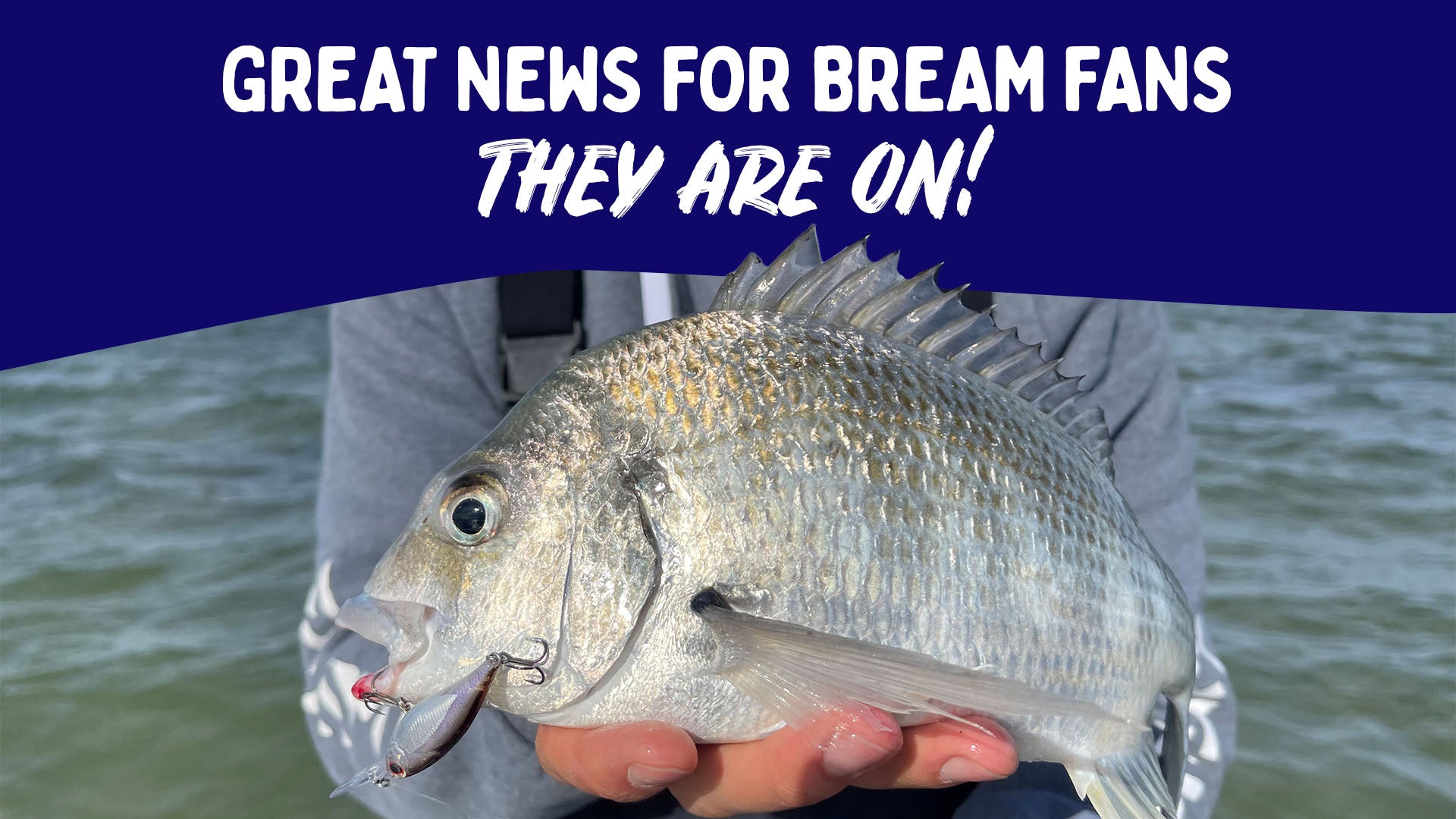 Great News for Bream Fans – They Are On! - Fisho's Tackle World