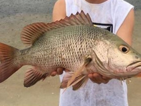Weekly Fishing Report - 8th February 2018