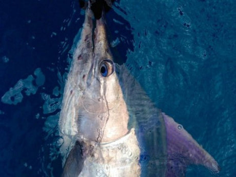 Weekly Fishing Report - 25th October 2018