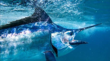 Weekly Fishing Report - 17th December 2020