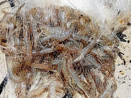 Weekly Fishing Report - 12th March 2020