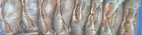 Crab Pots