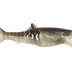 Rapala Crush City Infiltrator 5" Soft Plastic Lure [cl:boney]