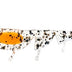 Daiwa Baitjunkie 2.35" Prawn Soft Plastic Lure [cl:nipper Uv]