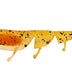 Daiwa Baitjunkie 2.35" Prawn Soft Plastic Lure [cl:espresso Uv]