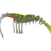 King Brown Lures Killer Prawn 8" Soft Plastic Lure [cl:disco Bazz]