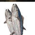 Reef Lagoon Sticker Pack [cl:dogtooth Tuna]
