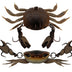 Cranka Crab 55mm 5.9g Heavy Hard Body Lure [cl:brown Crab]
