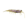 Pro Lure Clone Prawn 92mm Soft Plastic Lure > [cl:pearl Green Uv]