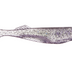 Cast Prodigy 3" Soft Plastic Lure [cl:purple Reign]