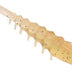 Squidgy Prawn Paddle Tail 110mm Soft Plastic Lure >^ [cl:cracked Pepper]