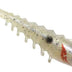 Squidgy Prawn Paddle Tail 110mm Soft Plastic Lure >^ [cl:drop Bear]
